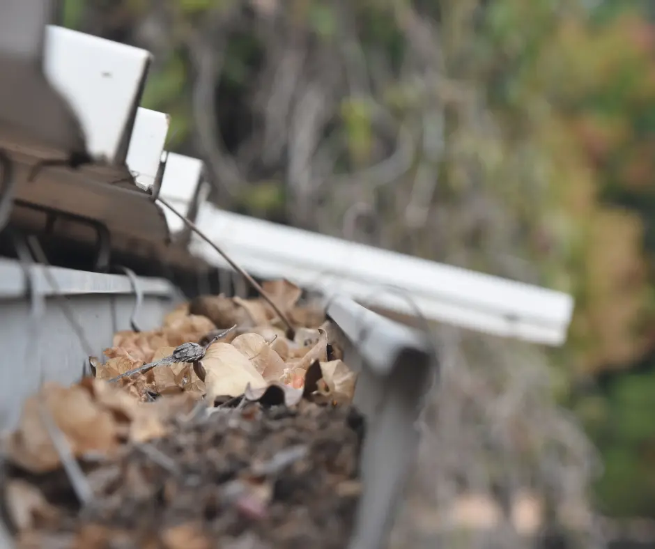 a close up of leaves in an eavestrough