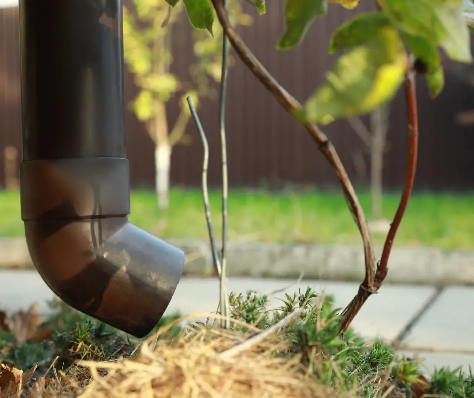 a gutter coming out of a plant