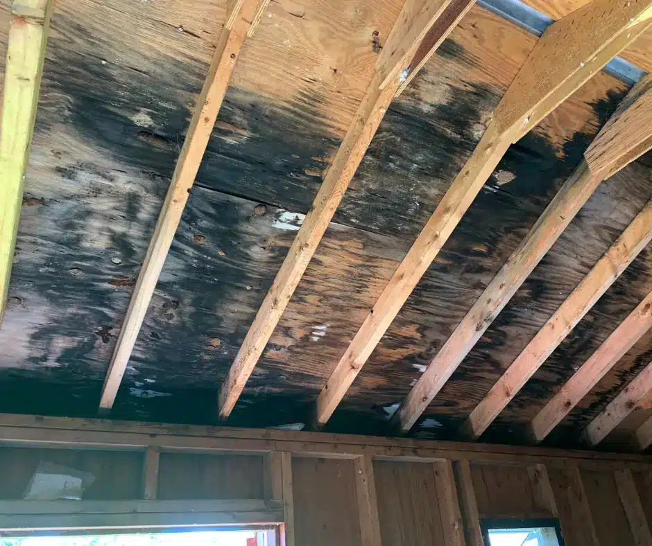 attic with black mold on the ceiling